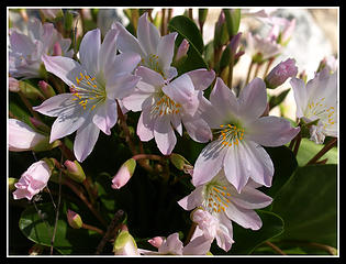 Tweedy's Lewisia