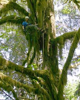 tree climbin