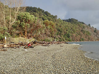 Madrone forest is common in this part of the world.