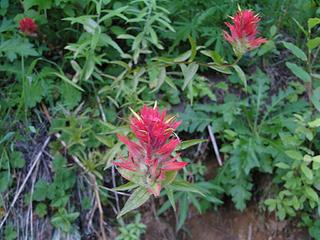 Indian Paintbrush