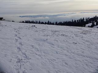 Barely enough snow for snowshoes.