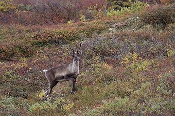 Curious caribou, Denali National Park