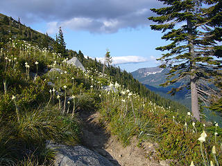 Bear grass in bloom.