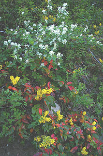 Methow River service berry, oregon grape in bloom