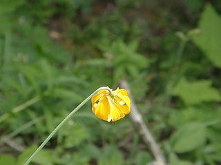 Flower on trail to Marmot Pass.