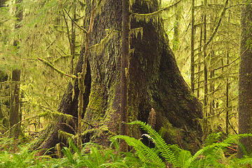 Carmanah Valley, Vancouver Island