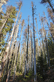Tall trees along the Sourdough trail