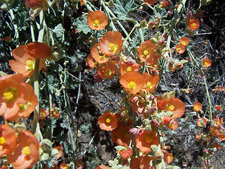 Orange blooms