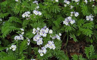 Phlox?