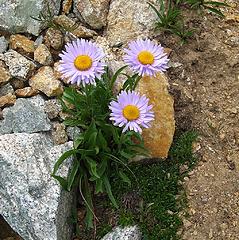 Flowers amid the rocks on Devore