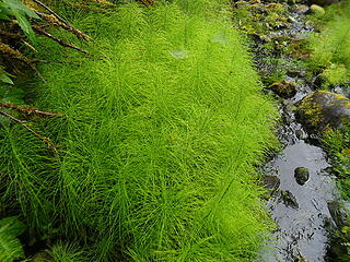 bright green horsetails (no this image was not edited).