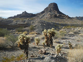 Dupont, with a side of cholla