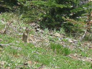 Looked like a marmot for a moment, but way too small..