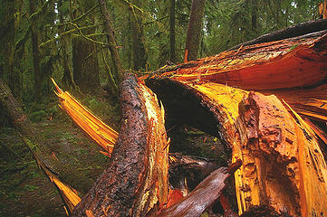 Quinault blowdown detail