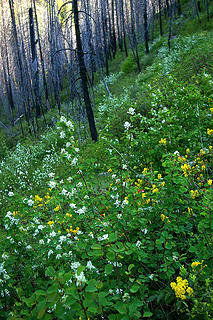 Methow River service berry, oregon grape in full bloom, Needles fire blackend trees