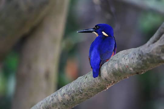 94- Azure kingfisher