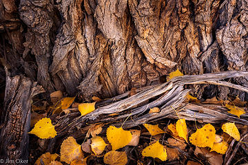 Cottonwood trunk (1 of 1)