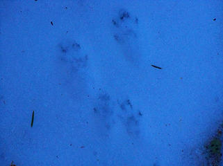 More small critter tracks.