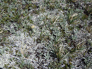 Snowgrass?