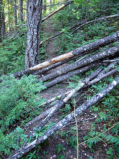 Tr#749 9/5/12.  Blowdown near Little Fish Shelter.