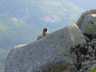 Marmot