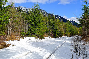 Grouse Ridge road. Following the tracks toward mailbox and the fire training center. The tracks didn't go the whole way -- ending in a grove of trees.