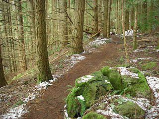 branchy doug fir and trail