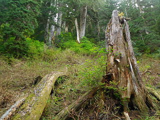 Big stump in clearing before heading up the "brush-bash"