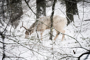 Young buck in his winter coat