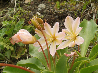 Tweedy Lewisia