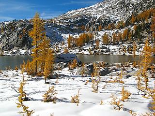 Wavy little larches along the shore