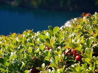 berries 'n lake