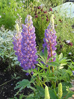 Lupine