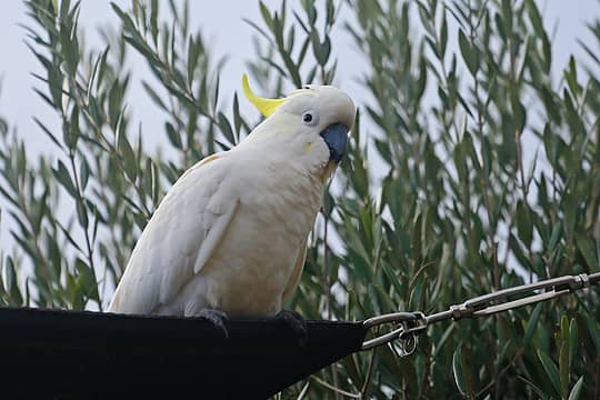 11- Cockatoo