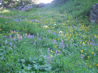 Lupine and arnica