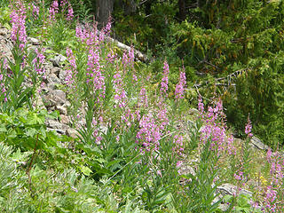 Flowers on Marmot Pass trail.