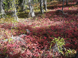 Fall color