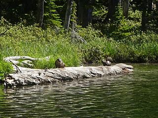 Otters at Lower Wind.