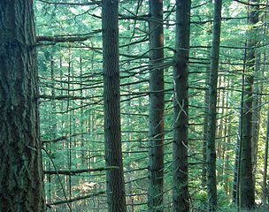 typical of a forest whose canopy is closing in - lower branches are dying and will soon fall, leaving the tall, branchless trunks we see in older forests whose canopy has already closed.  Blanchard Mtn was logged about a hundred years ago and now the forest is transitioning to another stage of life.