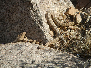 rattlesnake