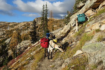 the guys found some good grass along the trail