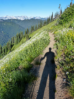 long shadow