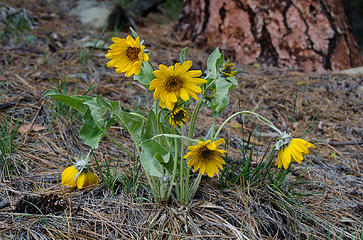 First balsamroot of the year
