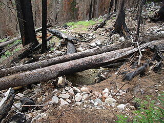 Immense trees smashed the burned bridge. Old bridge approaches in foreground and background