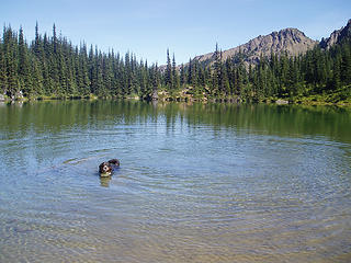 betsy enjoying a swim in silver lake.