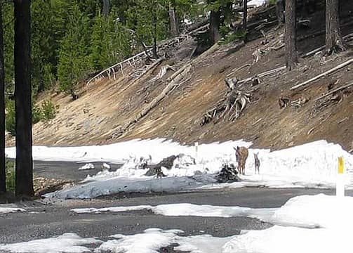 I came across this doe and her two fawns. This pic was taken from about 100 yards away.