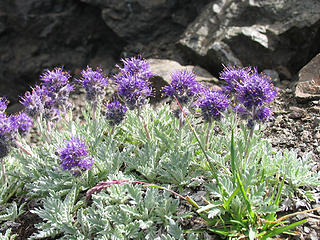 Silky Phacelia