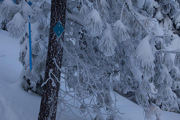 Trail marker (and an excuse to rest)