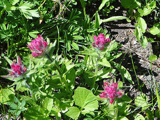 Paintbrush still not peaking on Crystal Lakes trail.