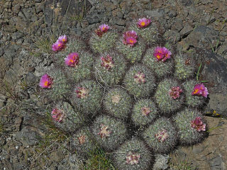 Hedgehog cactus